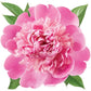 Peony | Diecut Card