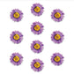 Pressed Flowers