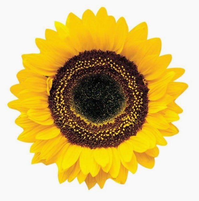 Sunflower | Diecut Card